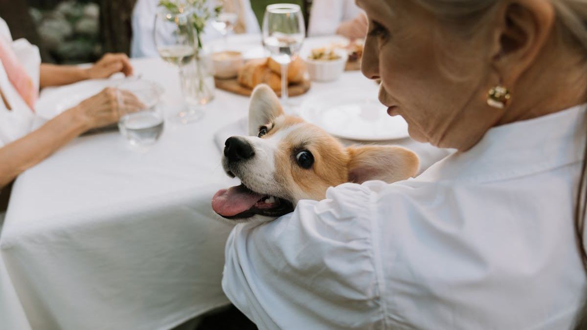 The Essential Guide for Seniors Over 60 to Adopt and Care for Small Dogs