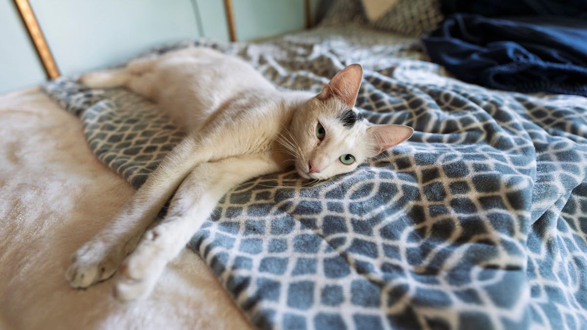 Why Pet Owners in the US Should Prioritize Pets Pet Insurance for Future Peace of Mind