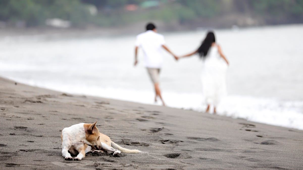 Maximize Your Travel Experience with Getaway Today Vacation Packages: An Expert’s Perspective on Value and Convenience