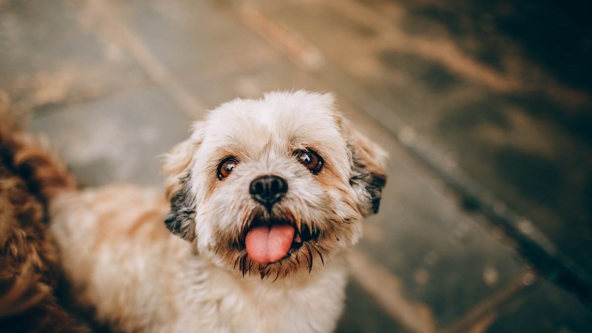 Top 10 Small Dog Breeds Suitable for Urban Living in the United States