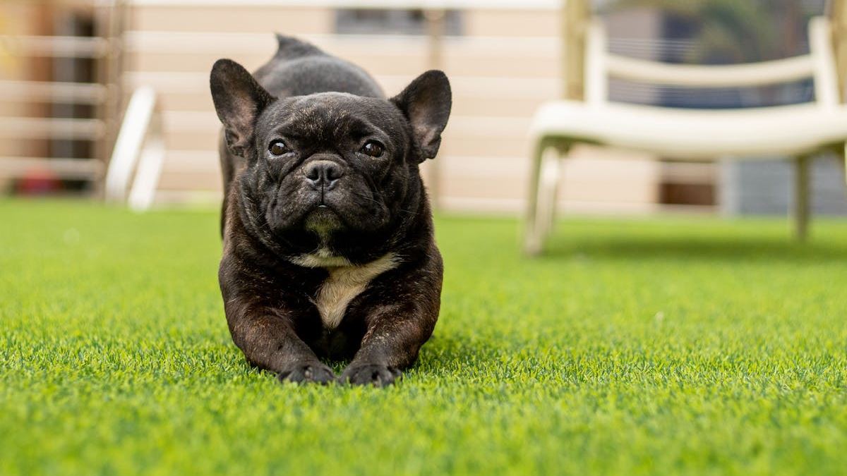 Top 10 Small Dogs for Senior Citizens in the United States: A Comprehensive Review