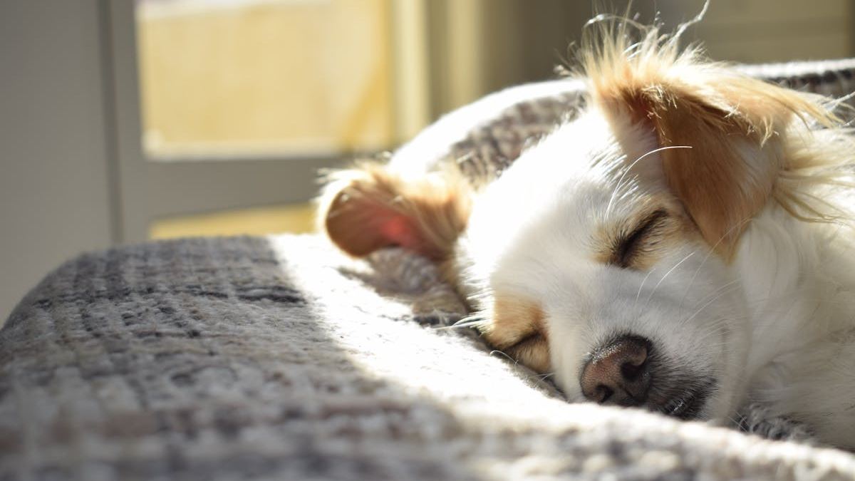 Effective Excessive Daytime Sleepiness Treatment Options: From Lifestyle Changes to Medical Interventions