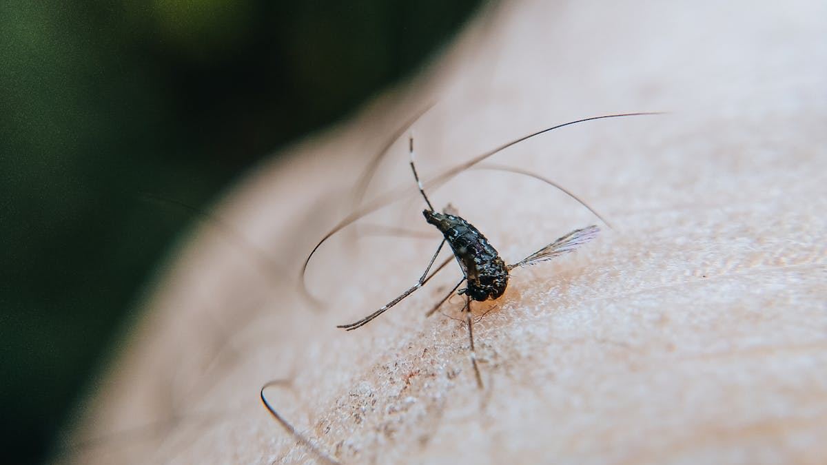 Mastering the Art of Identifying Skin Rashes That Itch: Expert Tips to Differentiate and Diagnose