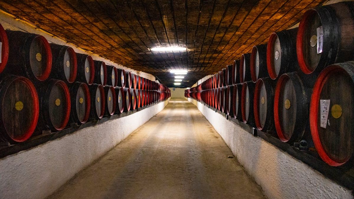 Expert Tips for Finding Reliable Water Removal Basement Near Me in the US
