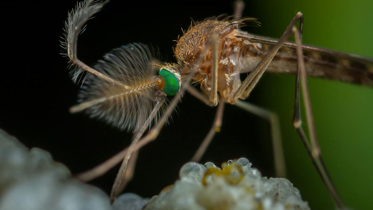 Beat the Buzz: Top 3 Best Plants Keep Mosquitoes Away for Your U.S. Backyard