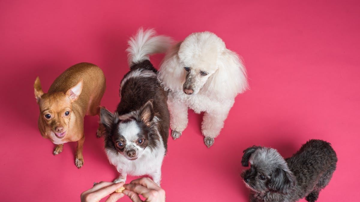 How to Choose the Best Small Dogs Seniors Will Love: Expert Insights and Practical Tips