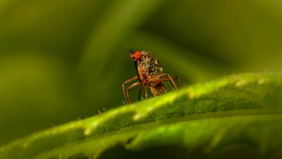 Natural Defense: Top nn10 Scents That Keep Mosquitoes Away and Enhance Your Outdoor Experience
