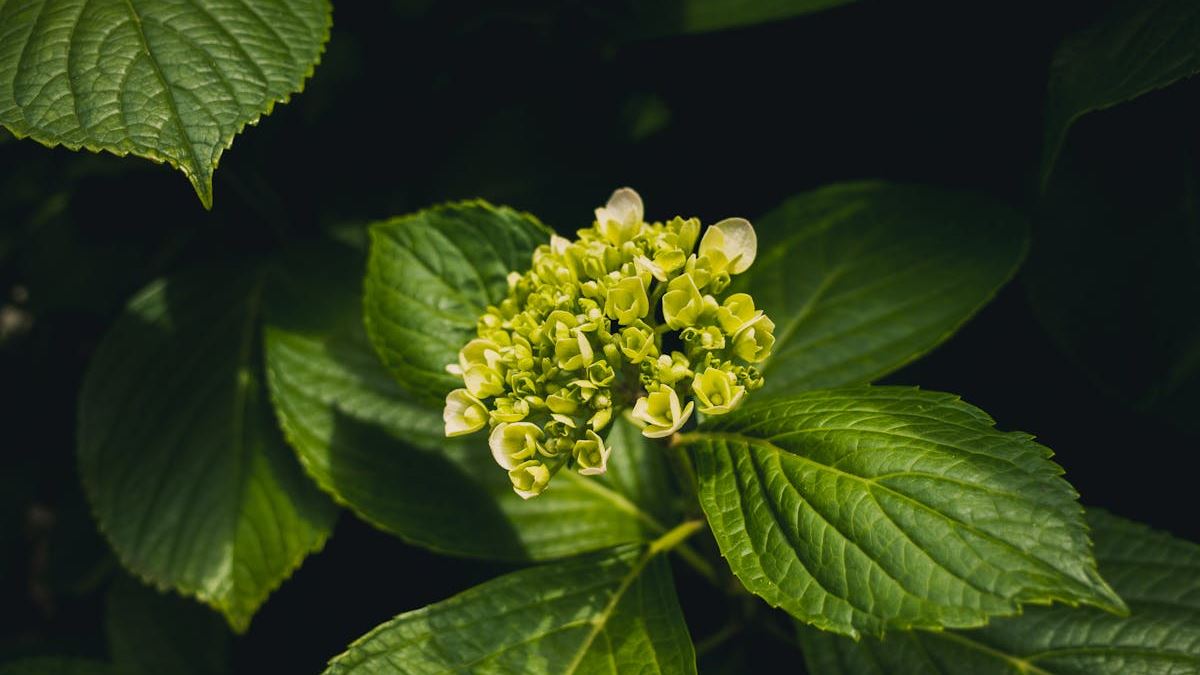 Timing Is Everything: The Best Time to Fertilize Hydrangeas for Maximum Blooms in the US