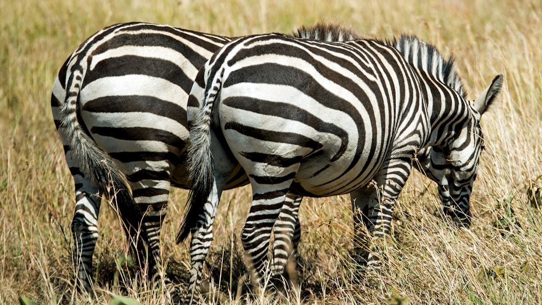 Decoding Zebra RV Policy Rates: How U.S. RV Owners Can Save Big on Insurance Costs