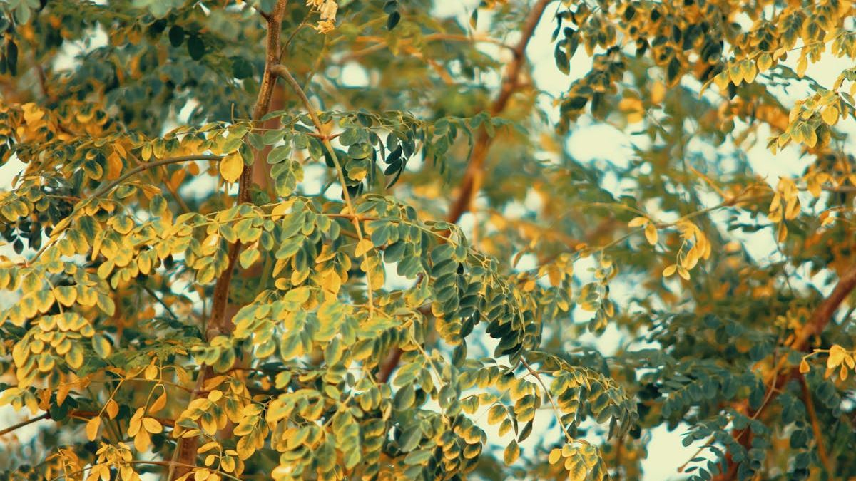 Maximizing Your Benefits with Humana Gold Plus HMO Health Plan: A Strategic Guide for Senior Enrollees