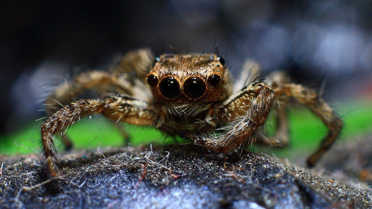 How to Find the Best Top Pest Control Companies Near Me for Reliable Pest Management in the US