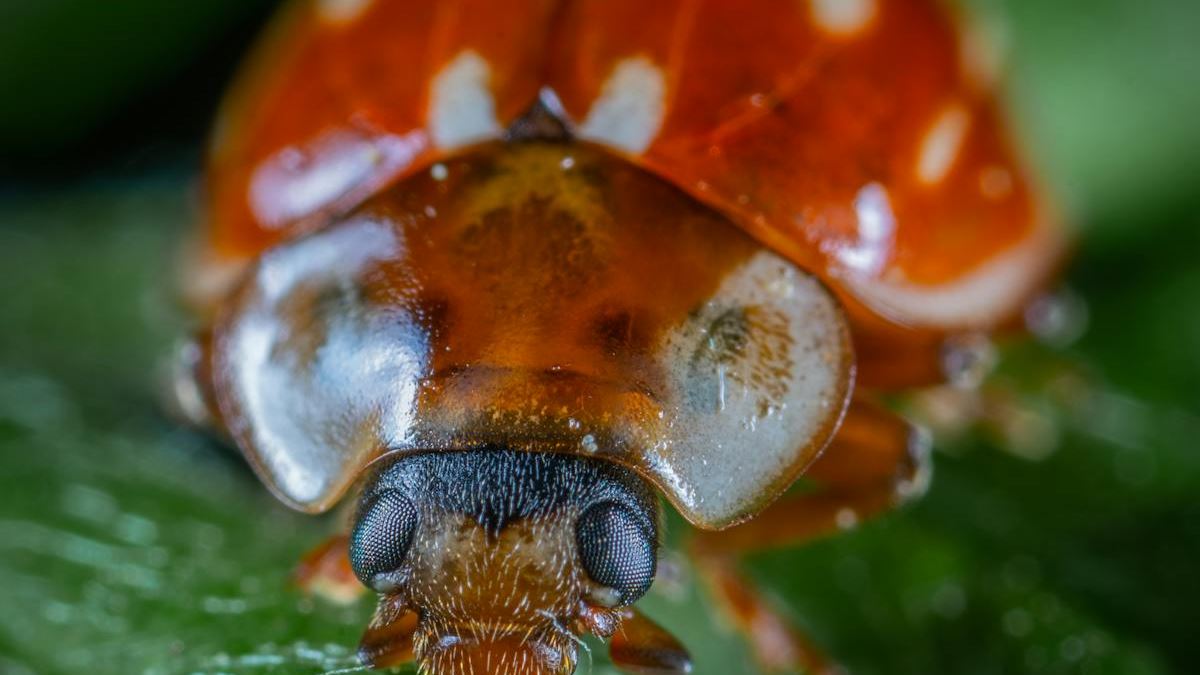 A Deep Dive into Red Itchy Spots on Skin: Causes, Management, and When to See a Dermatologist
