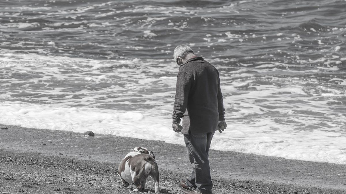 Top Tips for Selecting the Best Pet Insurance for Senior Dogs in the United States